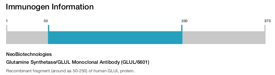 Glutamine Synthetase/GLUL Monoclonal Antibody (GLUL/6601)