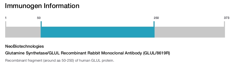 Glutamine Synthetase/GLUL Recombinant Rabbit Monoclonal Antibody (GLUL/8619R)