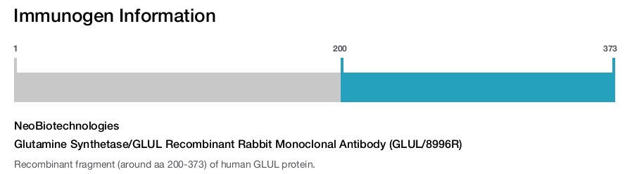 Glutamine Synthetase/GLUL Recombinant Rabbit Monoclonal Antibody (GLUL/8996R)