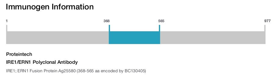 IRE1/ERN1 Polyclonal Antibody