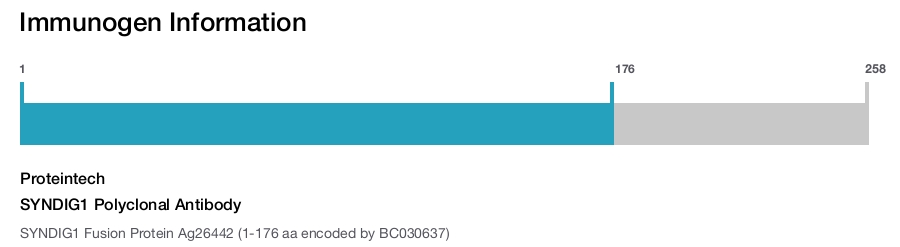 SYNDIG1 Polyclonal Antibody