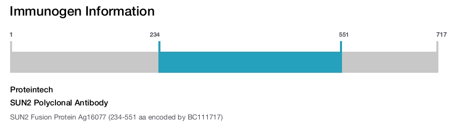 SUN2 Polyclonal Antibody
