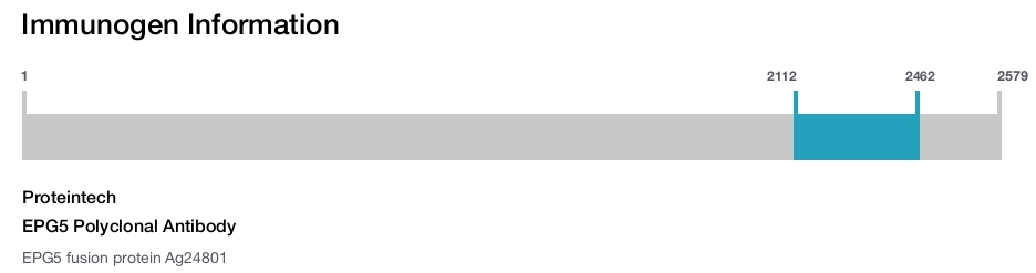 EPG5 Polyclonal Antibody