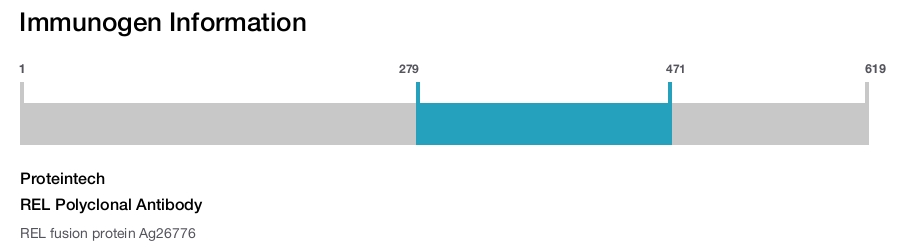 REL Polyclonal Antibody