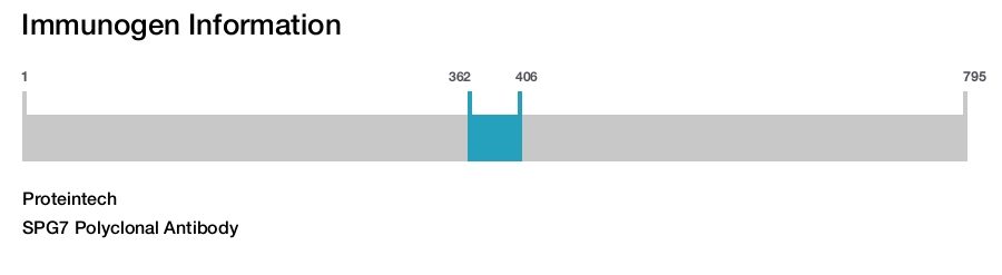 SPG7 Polyclonal Antibody