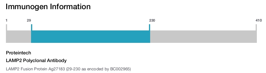 LAMP2 Polyclonal Antibody