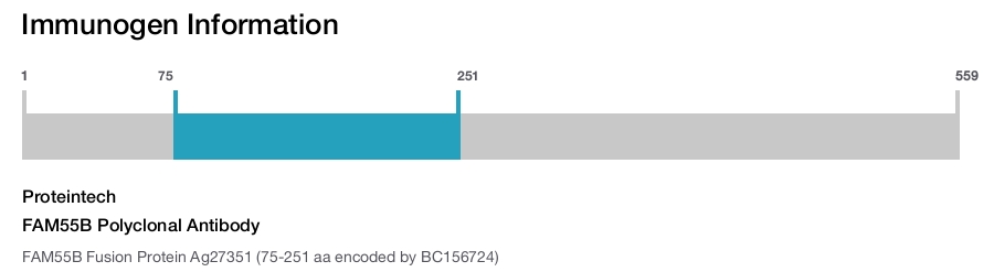 FAM55B Polyclonal Antibody