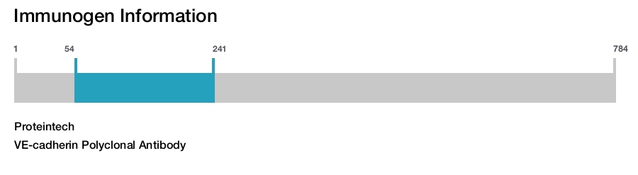 VE-cadherin Polyclonal Antibody