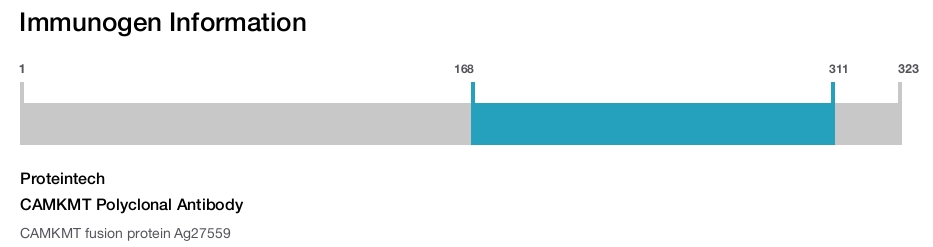 CAMKMT Polyclonal Antibody