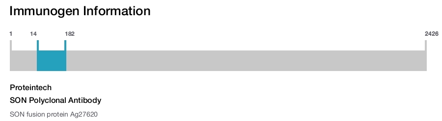 SON Polyclonal Antibody