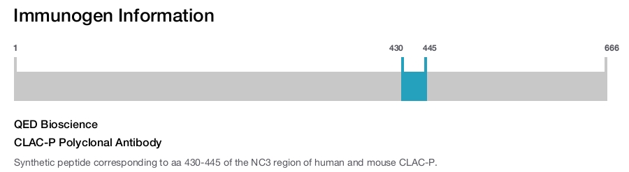 CLAC-P Polyclonal Antibody