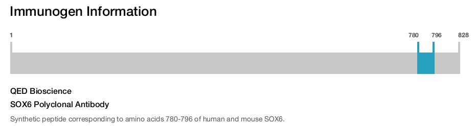 SOX6 Polyclonal Antibody