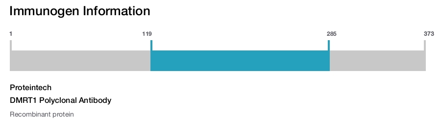 DMRT1 Polyclonal Antibody