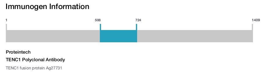 TENC1 Polyclonal Antibody
