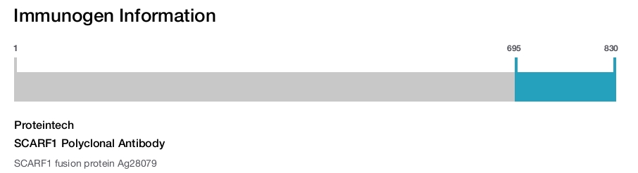 SCARF1 Polyclonal Antibody