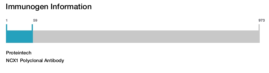 NCX1 Polyclonal Antibody