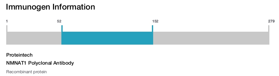 NMNAT1 Polyclonal Antibody