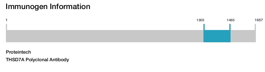 THSD7A Polyclonal Antibody