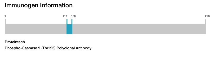 Phospho-Caspase 9 (Thr125) Polyclonal Antibody