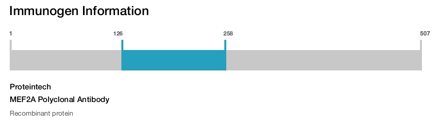 MEF2A Polyclonal Antibody