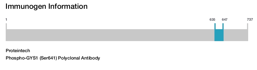 Phospho-GYS1 (Ser641) Polyclonal Antibody