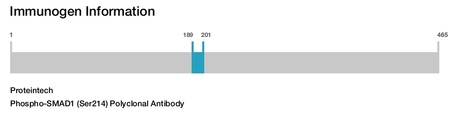 Phospho-SMAD1 (Ser214) Polyclonal Antibody