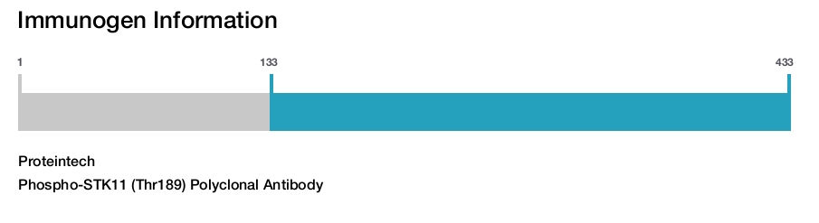 Phospho-STK11 (Thr189) Polyclonal Antibody