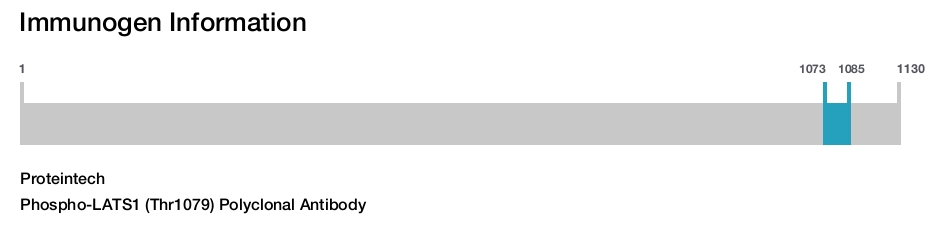 Phospho-LATS1 (Thr1079) Polyclonal Antibody
