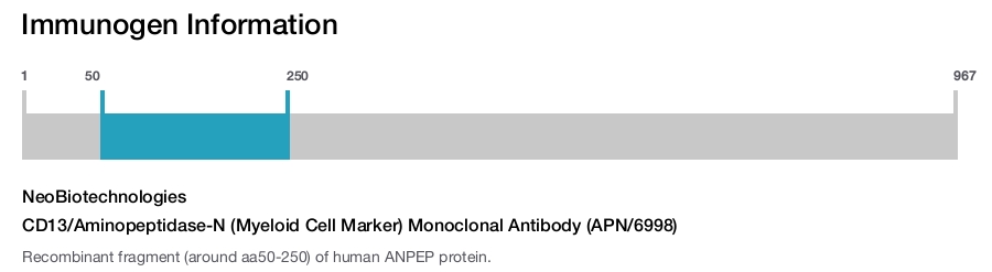 CD13/Aminopeptidase-N (Myeloid Cell Marker) Monoclonal Antibody (APN/6998)
