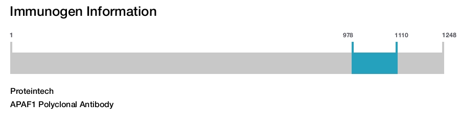 APAF1 Polyclonal Antibody