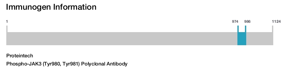 Phospho-JAK3 (Tyr980, Tyr981) Polyclonal Antibody