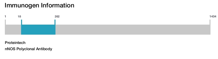 nNOS Polyclonal Antibody