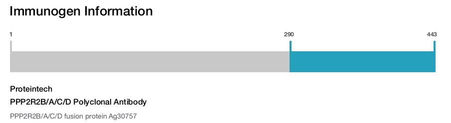 PPP2R2B/A/C/D Polyclonal Antibody
