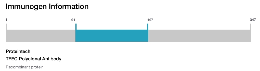 TFEC Polyclonal Antibody