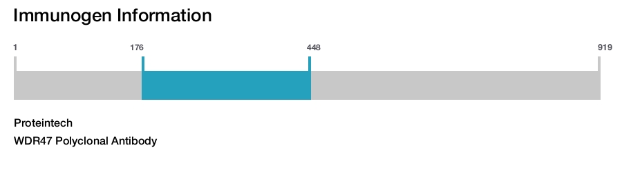 WDR47 Polyclonal Antibody