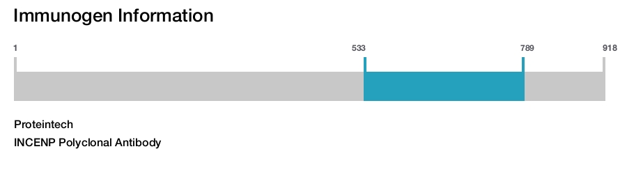 INCENP Polyclonal Antibody