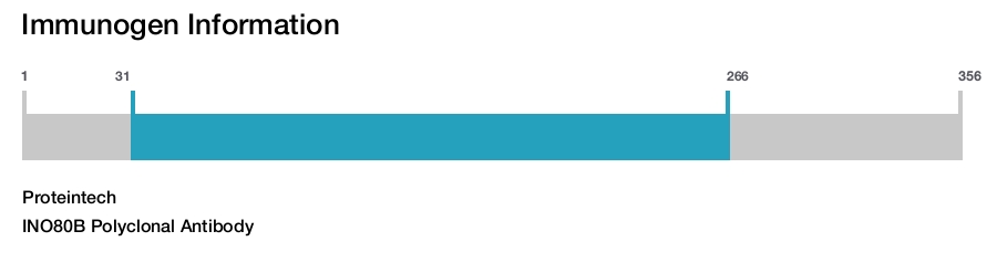 INO80B Polyclonal Antibody