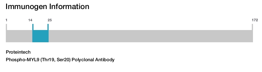 Phospho-MYL9 (Thr19, Ser20) Polyclonal Antibody