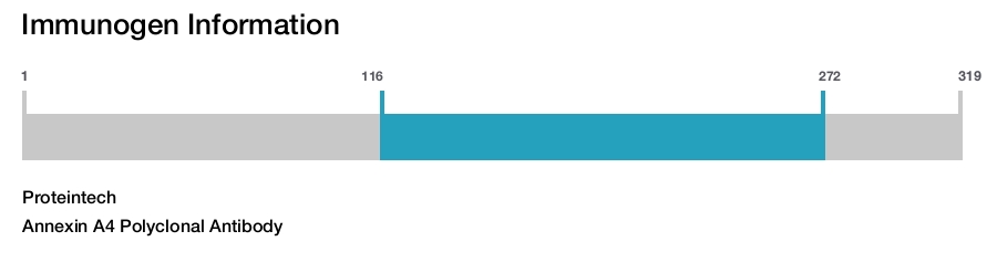 Annexin A4 Polyclonal Antibody