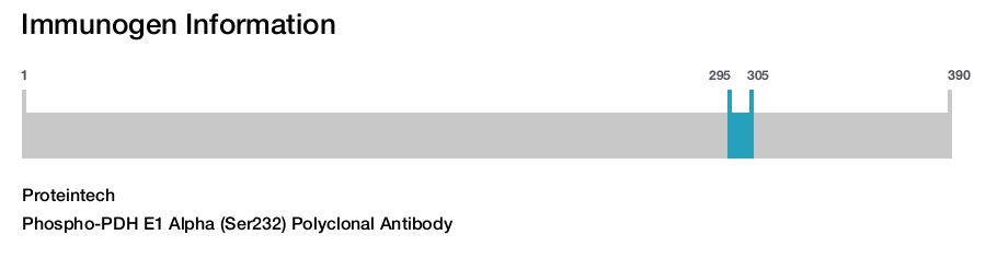 Phospho-PDH E1 Alpha (Ser232) Polyclonal Antibody