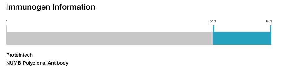 NUMB Polyclonal Antibody