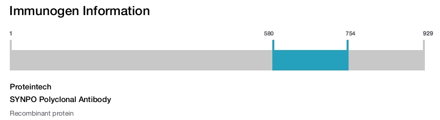 SYNPO Polyclonal Antibody