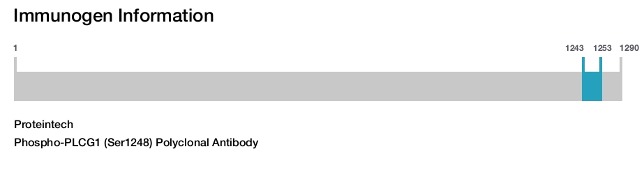 Phospho-PLCG1 (Ser1248) Polyclonal Antibody