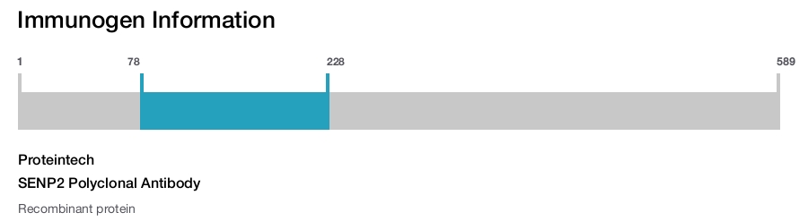 SENP2 Polyclonal Antibody