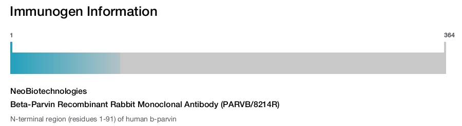 Beta-Parvin Recombinant Rabbit Monoclonal Antibody (PARVB/8214R)