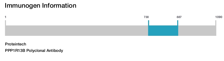 PPP1R13B Polyclonal Antibody