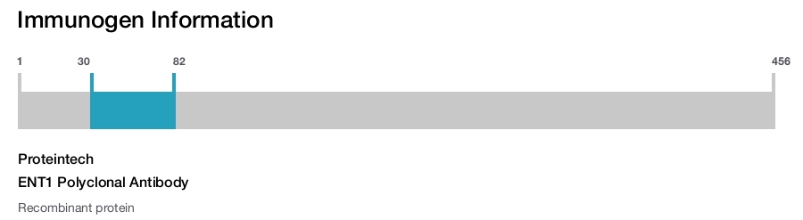 ENT1 Polyclonal Antibody