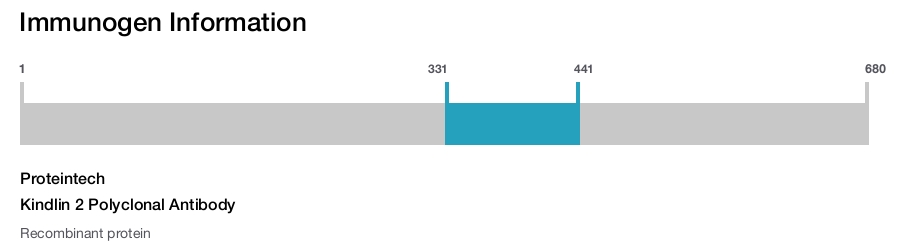 Kindlin 2 Polyclonal Antibody