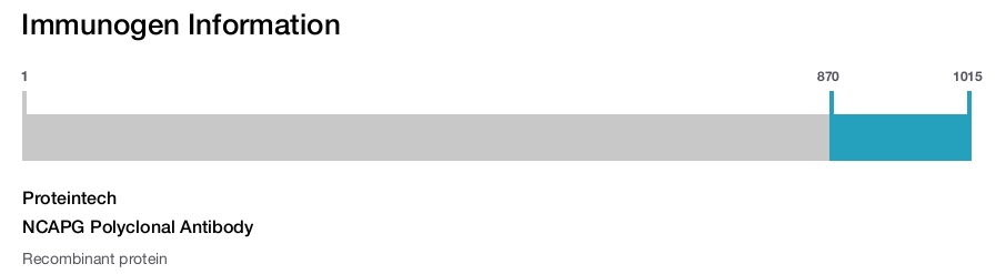 NCAPG Polyclonal Antibody