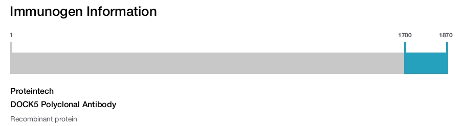 DOCK5 Polyclonal Antibody